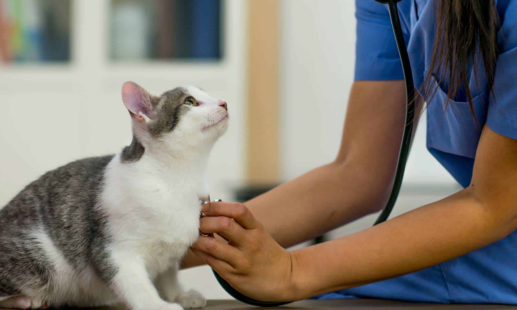 A cat being examined