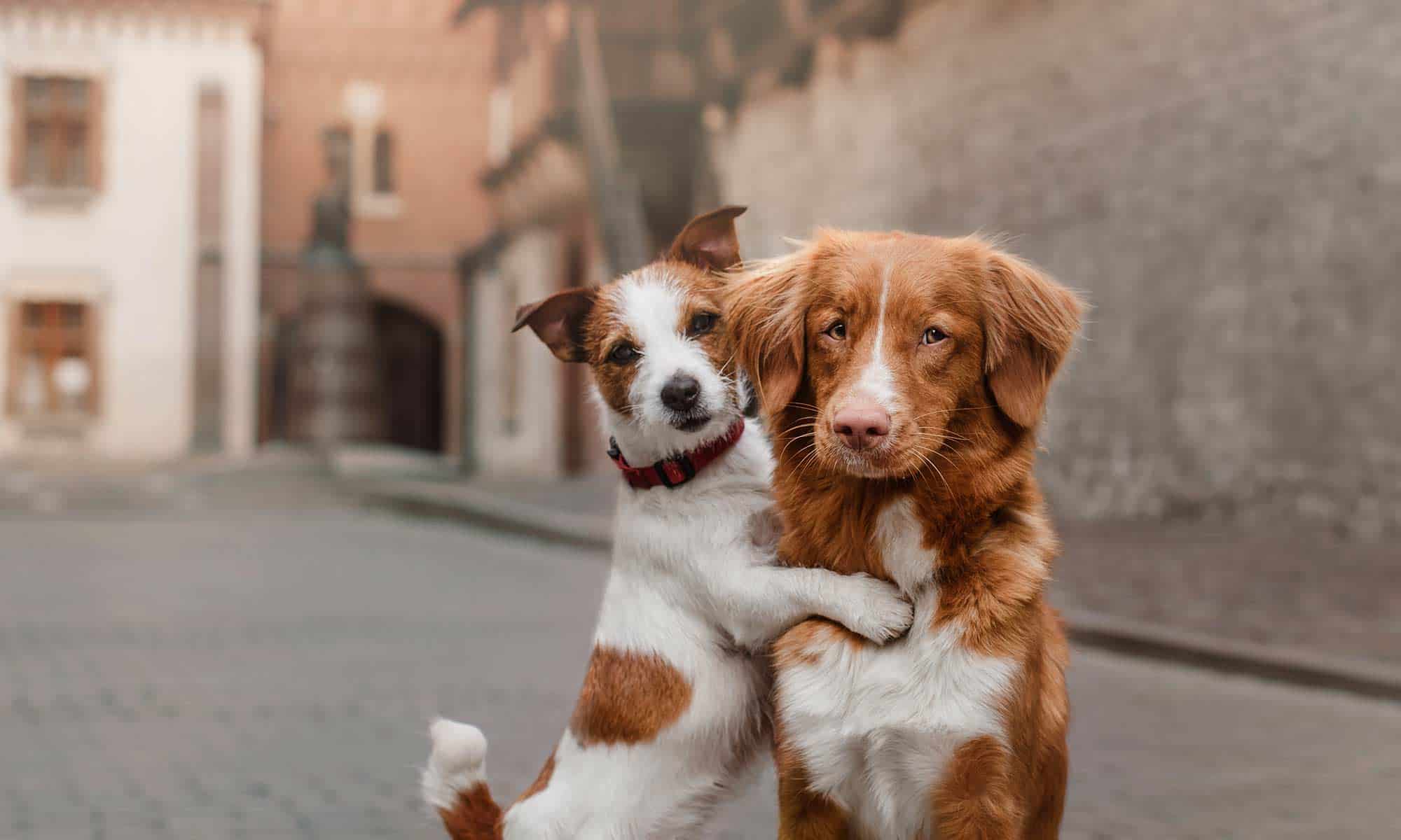A dog hugging another dog