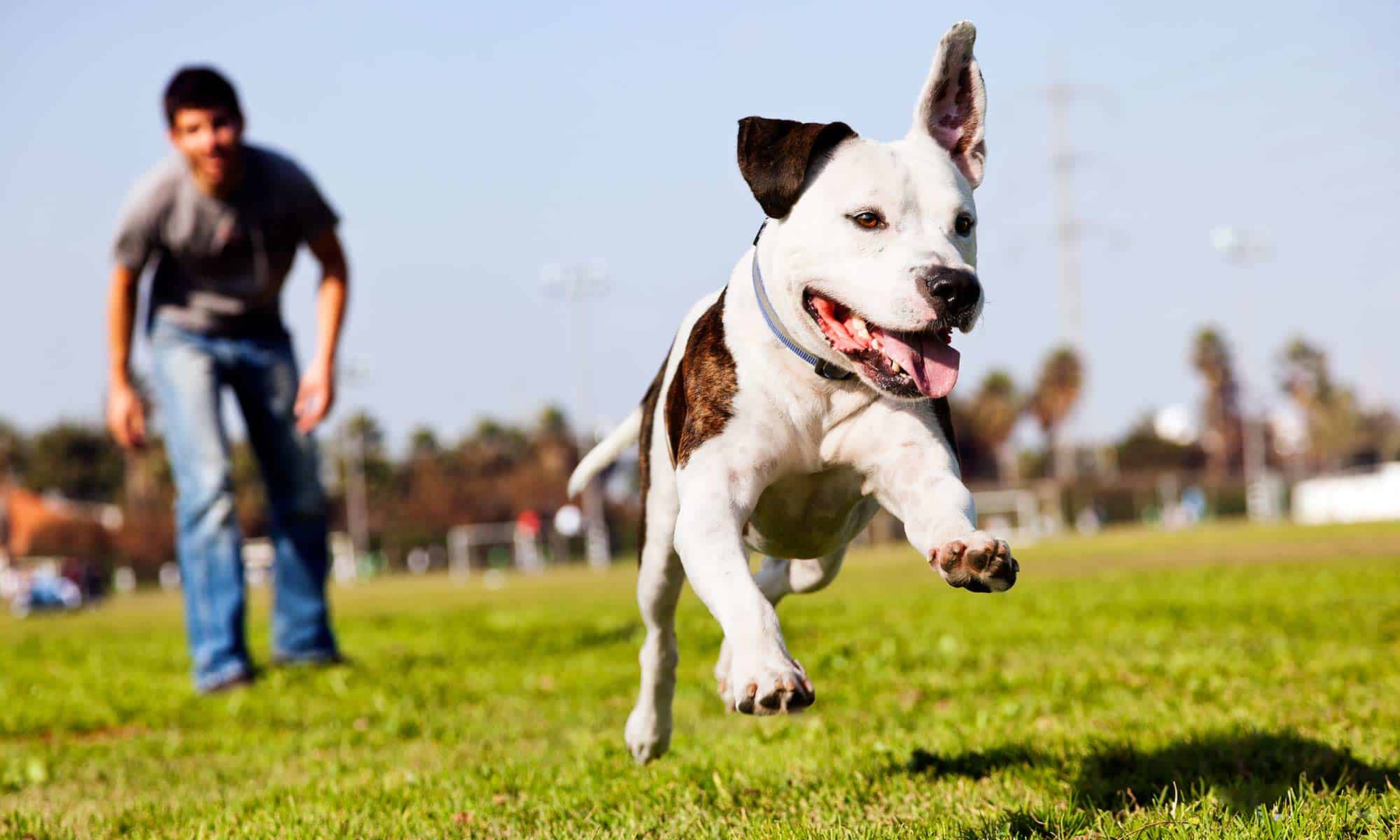 An athletic dog running for a ball