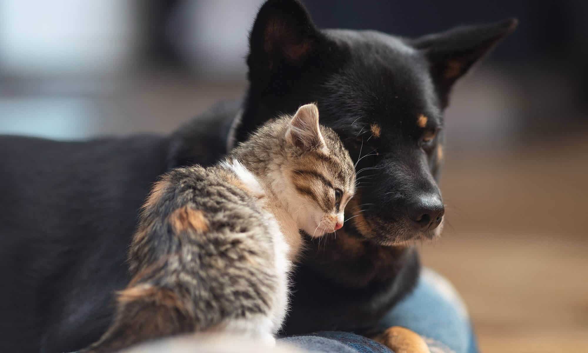 A cat and dog cuddling