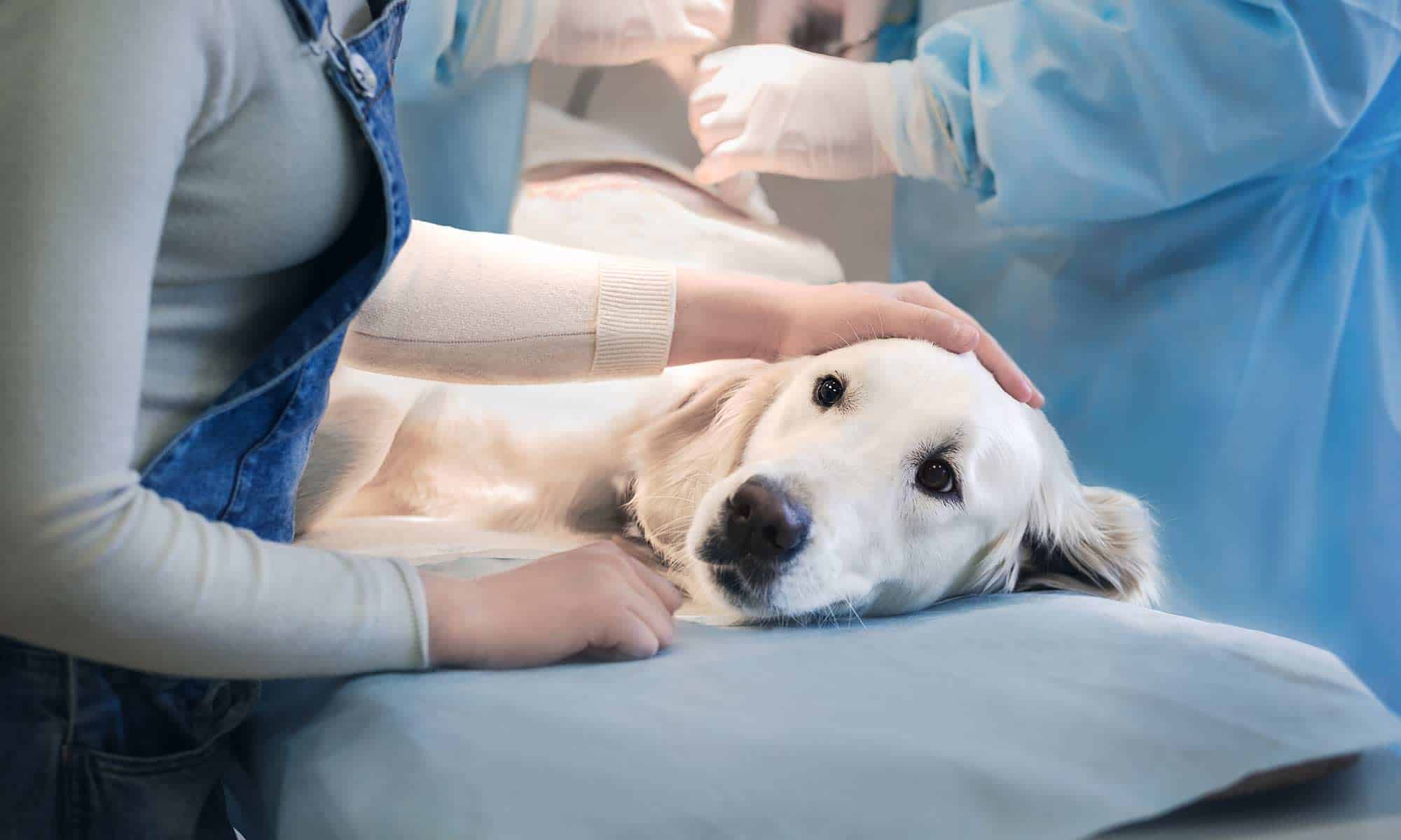 A dog being treated in an emergency room